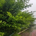 Green Ivy Wall Texture with lush foliage Royalty Free Stock Photo