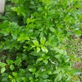 Green Ivy Wall Texture with lush foliage flower Royalty Free Stock Photo