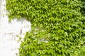 The green ivy and white wall Royalty Free Stock Photo