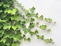 Green Ivy on White Wall Royalty Free Stock Photo