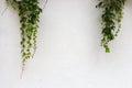 green ivy on white wall Royalty Free Stock Photo