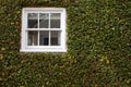 Green ivy window Royalty Free Stock Photo