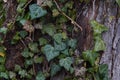 green ivy in winter on an old tree Royalty Free Stock Photo