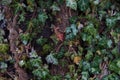 green ivy in winter on an old tree Royalty Free Stock Photo