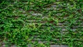 Green ivy on wood background