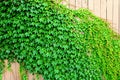 Green Ivy on Wooden Fence