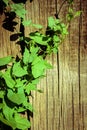 Green Ivy Wooden Wall Royalty Free Stock Photo