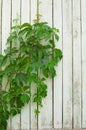 Green ivy and wooden wall Royalty Free Stock Photo