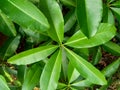 Green jack fruit leaves with natural background. The jack fruit also known as jack tree, Artocarpus heterophyllus, nangka is a s