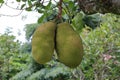 Green jack fruits on tree