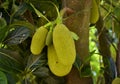 Green jackfruit hanging from a tree, promising a delicious, savory meal when fully ripe