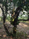 Green Jackfruit