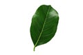 Green jackfruit leaf isolated on white background Royalty Free Stock Photo