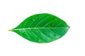 Green jackfruit leaf isolated on white background Royalty Free Stock Photo