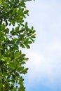 Green jackfruit leaves isolated in sky background