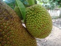 Green jackfruit looks very exotic when it`s fresh