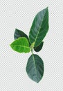 a green jackfruit tree leaf branch on a png transparent background, green raw leaf Royalty Free Stock Photo