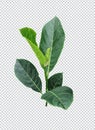 a green jackfruit tree leaf branch on a png transparent background, green raw leaf Royalty Free Stock Photo