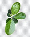 a green jackfruit tree leaf branch on a png transparent background, green raw leaf Royalty Free Stock Photo