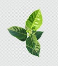 a green jackfruit tree leaf branch on a png transparent background, green raw leaf Royalty Free Stock Photo