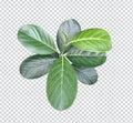 a green jackfruit tree leaf branch on a png transparent background, green raw leaf Royalty Free Stock Photo