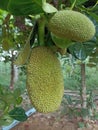 The green jackfruit is very beautiful