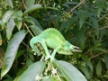 Balancing Green Jackson Chameleon on Jasmine Branch Royalty Free Stock Photo