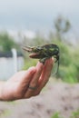 Jackson chameleon being held in a hand Royalty Free Stock Photo