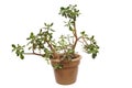 Green Jade plant in pot Royalty Free Stock Photo