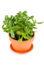 Green jade plant on white background. Royalty Free Stock Photo