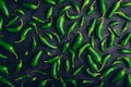 Green Jalapeno Peppers on Dark Concrete Background Royalty Free Stock Photo