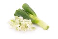 Green Japanese Bunching Onion Royalty Free Stock Photo
