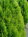 Green Japanese cypress Chamaecyparis obtusa or Hinoki Cypress branch, background.