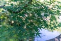 Green Japanese Maple Leaves against lake background Royalty Free Stock Photo