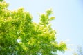 Green Japanese maple tree leaves rustling by summer wind Royalty Free Stock Photo
