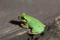 Green Japanese tree frog on wood Royalty Free Stock Photo