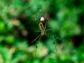 Green Japanese weaver spider on its web 3 Royalty Free Stock Photo