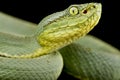 Green Jararaca Bothrops bilineatus bilineatus Royalty Free Stock Photo