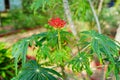 Green jatropha multifida shrub flower