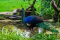 Green java peacock standing at the water side, Beautiful colorful bird from Java in indonesia, tropical endangered animal specie