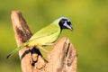 Green jay Royalty Free Stock Photo