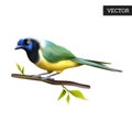 Green jay bird of Ecuador isolated on a white background. Realistic Cyanocorax yncas. Beautiful bird from Central America. Royalty Free Stock Photo