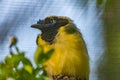 The green jay, Cyanocorax luxuosus. Birds watching. Portrait