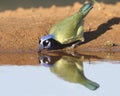 Green Jay (Cyanocorax yncas) Drinking at a Pond - Texas Royalty Free Stock Photo