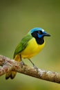 Green Jay, Cyanocorax yncas, wild nature, Belize. Beautiful bird from Central Anemerica. Birdwatching in Belize. Jay sitting on th