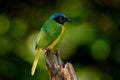 Green Jay, Cyanocorax yncas, wild nature, Belize. Beautiful bird from South America. Birdwatching in Ecuador. Yellow bird Jay sit Royalty Free Stock Photo