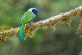 Green Jay