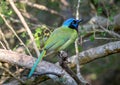 Green Jay Perched in a Texas Thicket