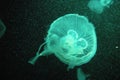 Green jellyfish Royalty Free Stock Photo