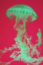 Green jellyfish Royalty Free Stock Photo